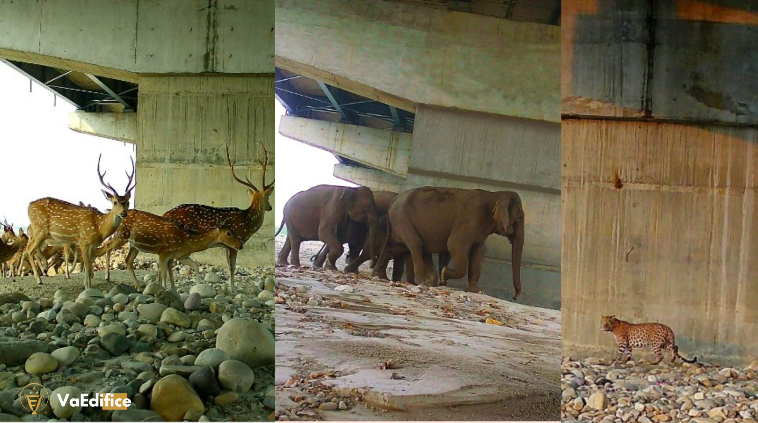 New images reveal 18 wildlife species using Delhi-Dehradun underpass